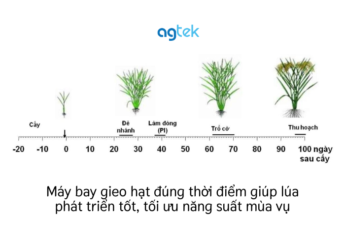 Máy bay gieo hạt đúng thời điểm giúp lúa phát triển tốt
