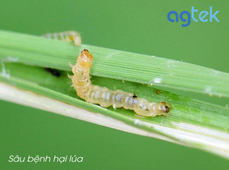 Sâu bệnh hại lúa