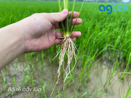 Cây Lúa: Hiểu Biết Toàn Diện Về Loài Cây Quan Trọng Nhất Việt Nam - Agtek