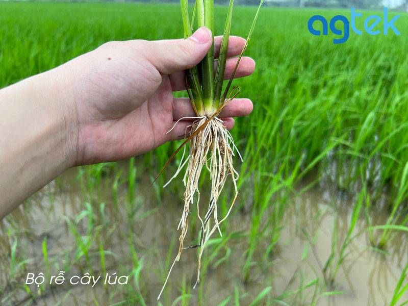 bộ rễ cây lúa