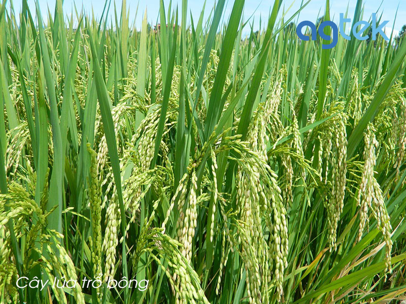 cây lúa trổ bông