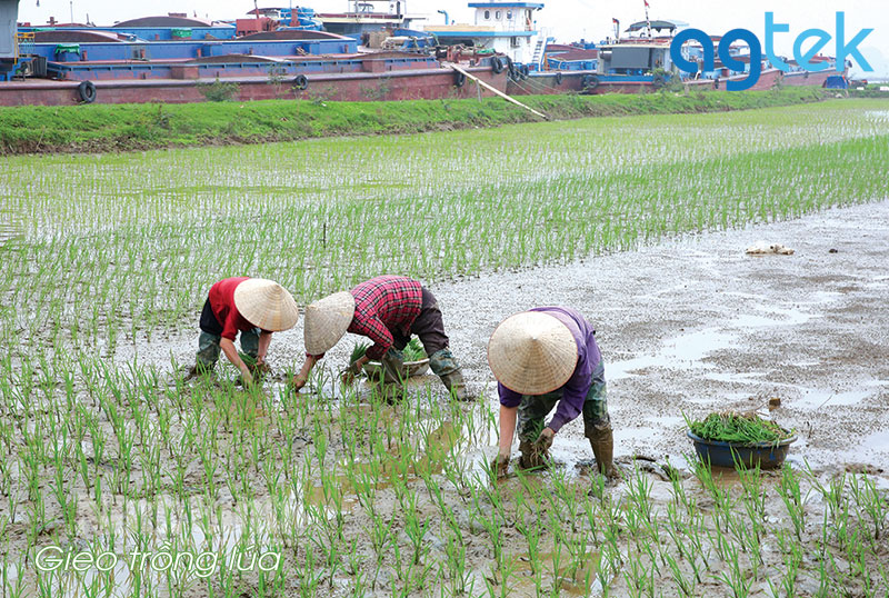 gieo trống lúa