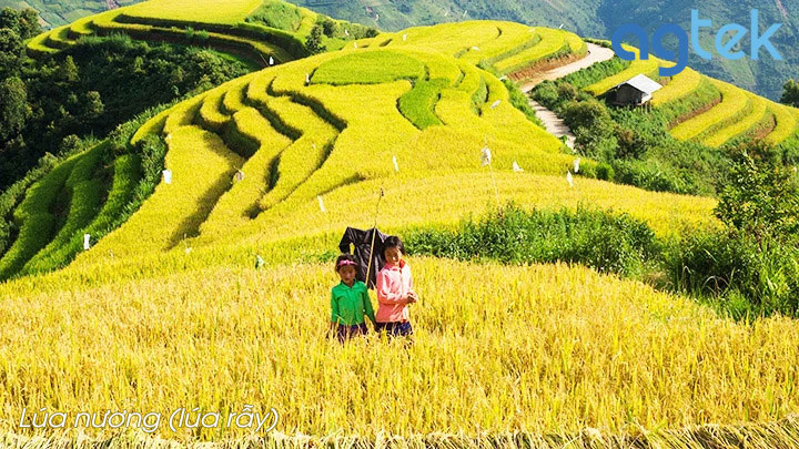 lúa nương rẫy