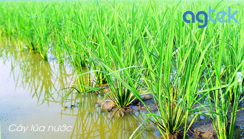 rễ cây lúa