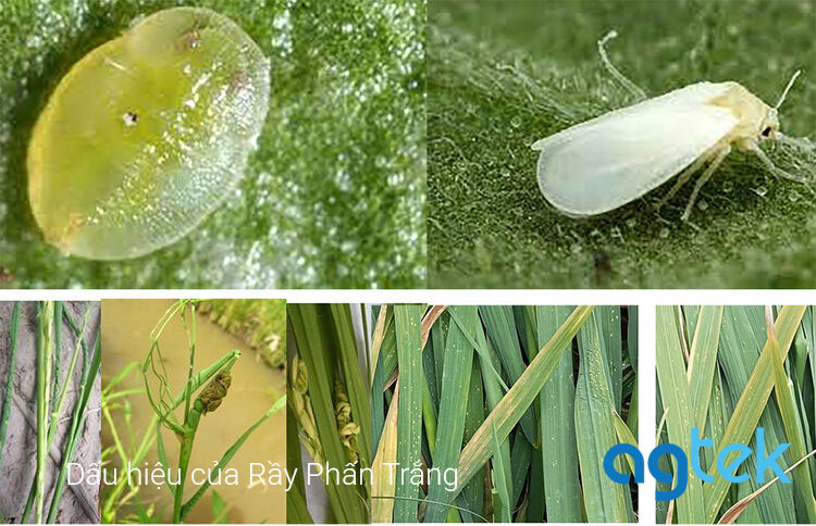 Dấu hiệu nhận biết rầy phấn trắng