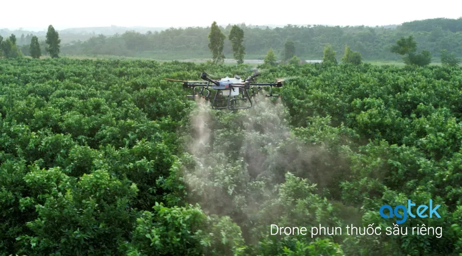 drone phun thuốc sầu riêng