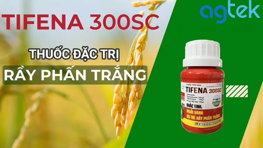 thuốc đặc trị rầy phấn trắng