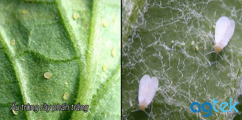 Ấu trùng rầy phấn trắng