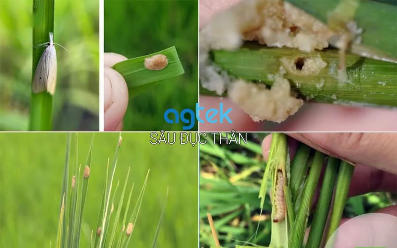 Nhận biết sâu đục thân