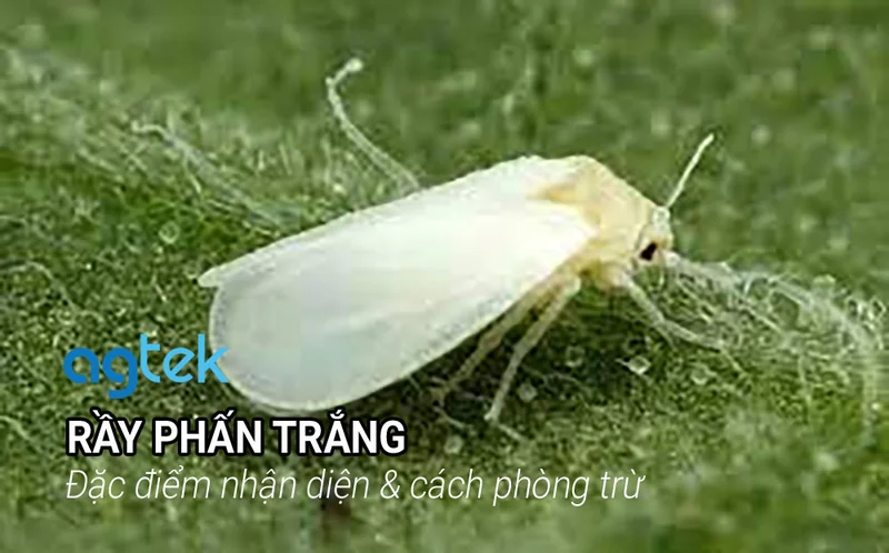 Rầy phấn trắng