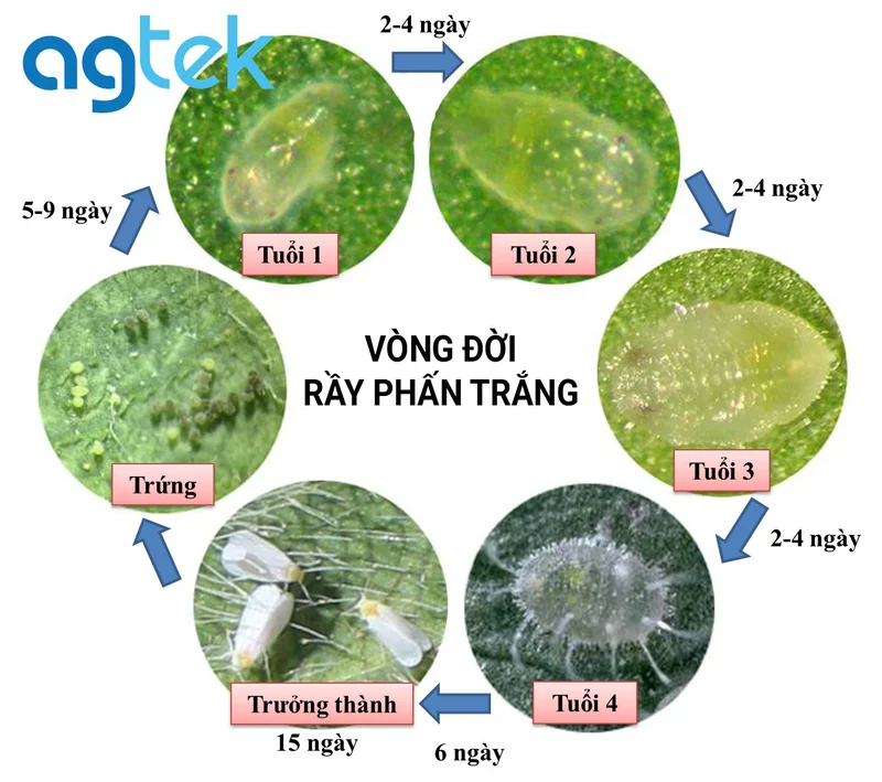 Vòng đời rầy phấn trắng