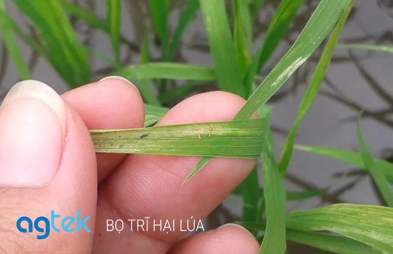 bọ trĩ hại cây lúa
