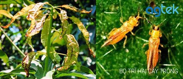 bọ trĩ hại cây trồng