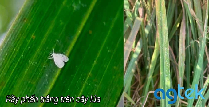 rầy phấn trắng ở cây lúa