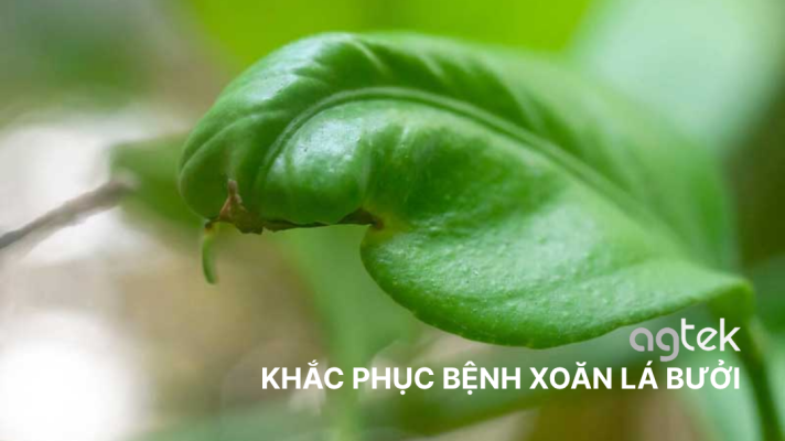 KHẮC PHỤC BỆNH XOĂN LÁ BƯỞI hiệu quả, thuốc phun phòng trừ xoăn lá bưởi