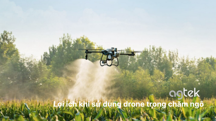 Lợi ích khi sử dụng drone trong chăm ngô
