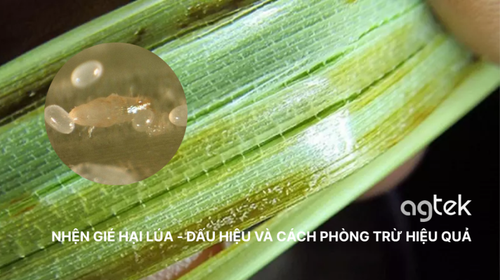 NHỆN GIÉ HẠI LÚA-DẤU HIỆU VÀ CÁCH PHÒNG TRỪ HIỆU QUẢ