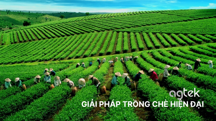 Trồng chè với giải pháp máy bay nông nghiệp DJI