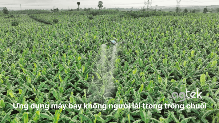Ứng dụng máy bay không người lái trong trồng chuối