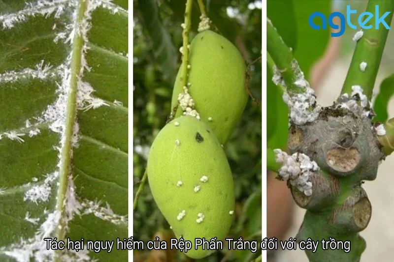 rệp phấn trắng hại cây trồng