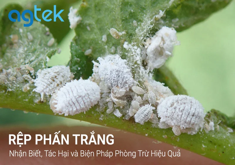 rệp phấn trắng