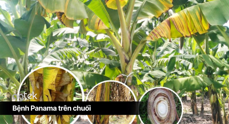 Bệnh Panama trên chuối, nguyên nhân, triệu chứng, cách phòng trừ