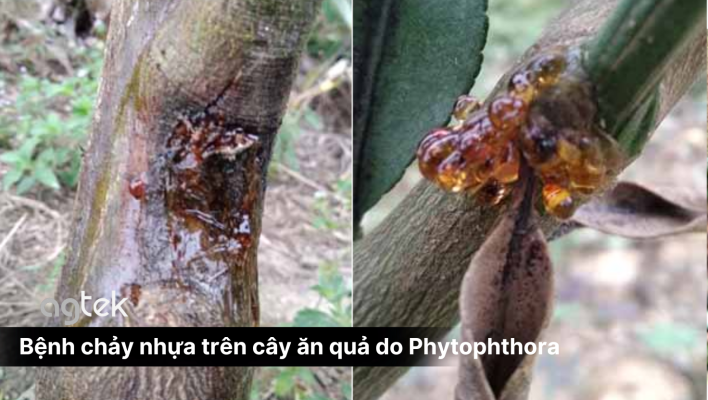 Bệnh chảy nhựa trên cây ăn quả do Phytophthora