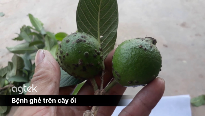 Bệnh ghẻ trên cây ổi, nguyên nhân, dấu hiệu, cách phòng trừ