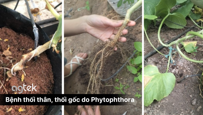 Bệnh thối thân, thối gốc do Phytophthora