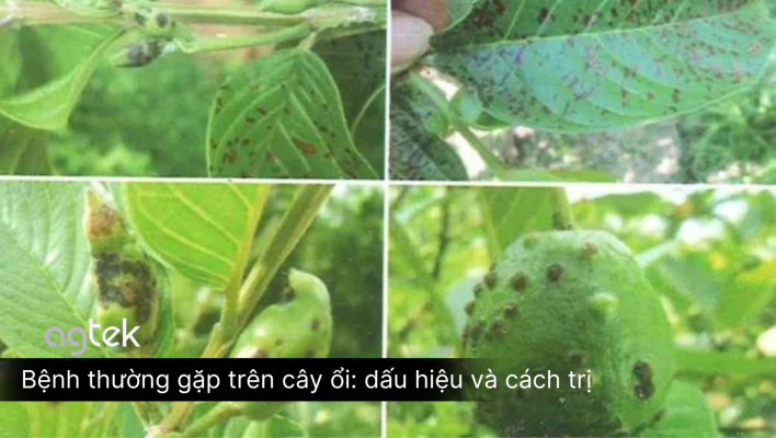 Bệnh thường gặp trên cây ổi dấu hiệu và cách trị