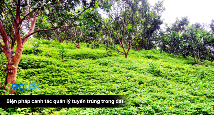 Biện pháp canh tác quản lý tuyến trùng trong đất, trồng cỏ lạc che phủ đất