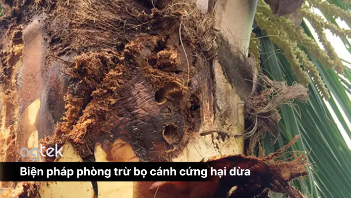 Biện pháp phòng trừ bọ cánh cứng hại dừa, nguyên nhân, triệu chứng và cách phòng trừ