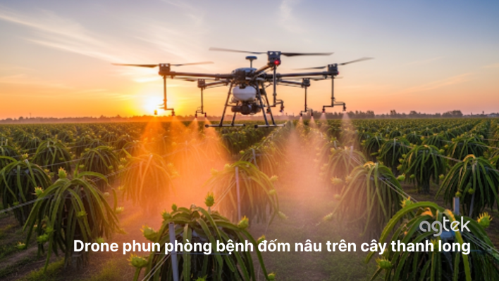 Drone phun phòng bệnh đốm nâu trên cây thanh long