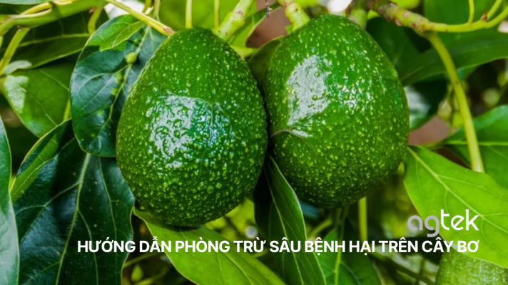 HƯỚNG DẪN PHÒNG TRỪ CÁC SÂU BỆNH HẠI PHỔ BIẾN TRÊN CÂY BƠ