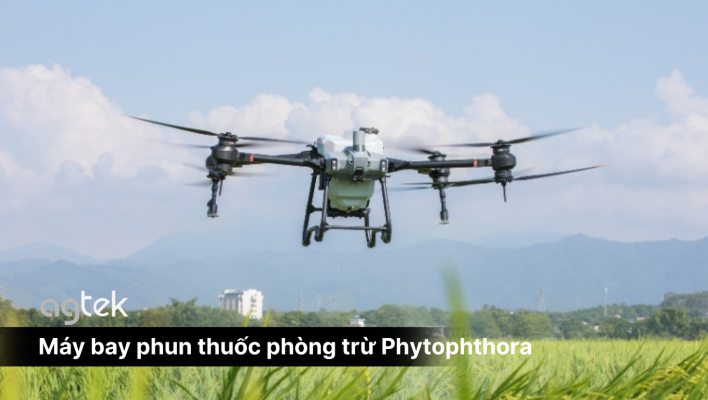 Máy bay phun thuốc phòng trừ Phytophthora