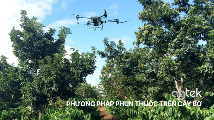 PHƯƠNG PHÁP PHUN THUỐC TRÊN CÂY BƠ ĐÚNG KỸ THUẬT BẰNG DRONE