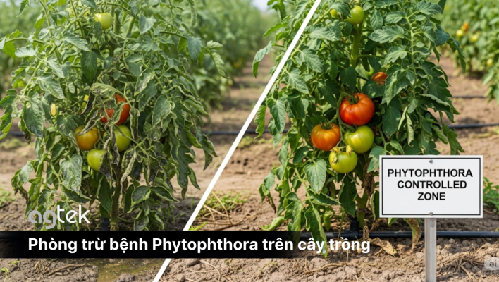 Phòng trừ bệnh Phytophthora trên cây trồng, triệu chứng, tác hại, cách phòng trừ