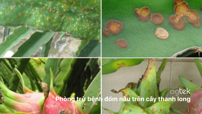 Phòng trừ bệnh đốm nâu trên cây thanh long