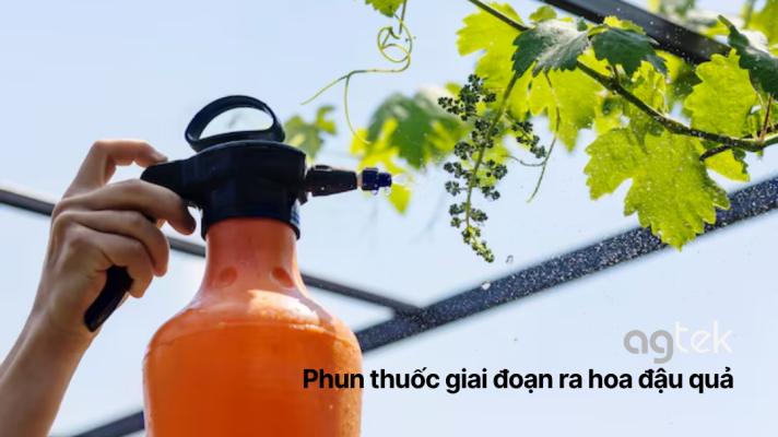 Phun thuốc cho cây nho giai đoạn ra hoa đậu quả