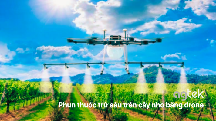 Phun thuốc trừ sâu trên cây nho bằng drone