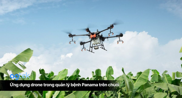 Ứng dụng drone trong quản lý bệnh Panama trên chuối