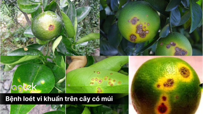 bệnh loét vi khuẩn trên cây có múi, NGUYÊN NHÂN, TRIỆU CHỨNG, CÁCH PHÒNG TRỪ