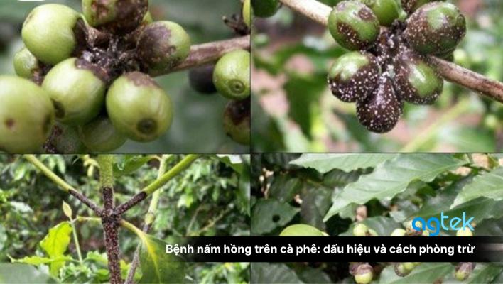 Bệnh nấm hồng trên cà phê: dấu hiệu và cách phòng trừ