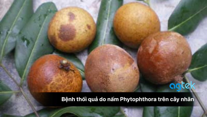 Bệnh thối quả do nấm Phytophthora trên cây nhãn, nguyên nhân, triệu chứng và cách phòng trừ 