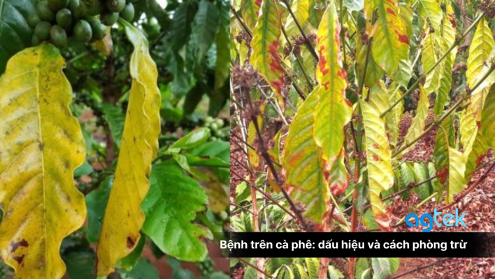 Bệnh trên cà phê: NGUYÊN NHÂN, dấu hiệu và cách phòng trừ
