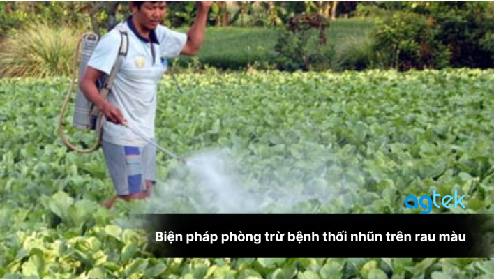 Biện pháp phòng trừ bệnh thối nhũn trên rau màu