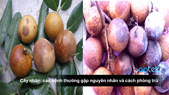 Cây nhãn: các bệnh thường gặp nguyên nhân và cách phòng trừ hiệu quả