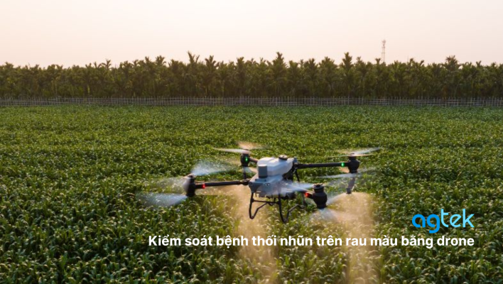 Kiểm soát bệnh thối nhũn trên rau màu bằng drone