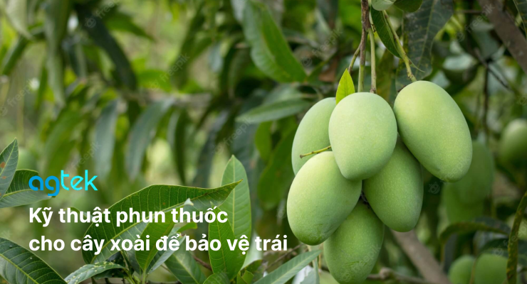 Kỹ thuật phun thuốc cho cây xoài để bảo vệ trái, sâu bệnh thường gặp trên xoài, biện pháp phòng trừ, thời điểm phun thuốc cho xoài