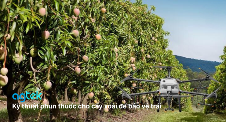 Kỹ thuật phun thuốc 
cho cây xoài bằng drone để bảo vệ trái, sâu bệnh thường gặp trên xoài, biện pháp phòng trừ, thời điểm phun thuốc cho xoài
